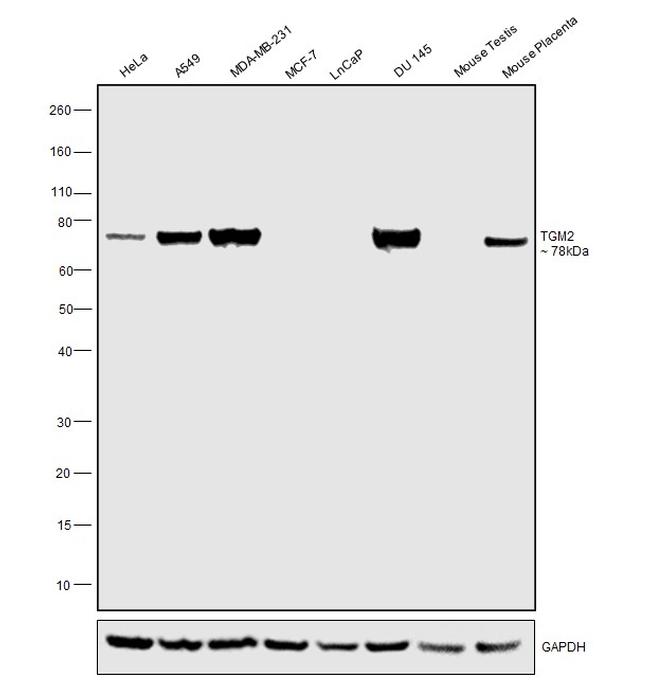 TGM2 Antibody in Western Blot (WB)