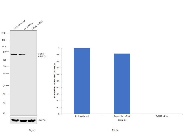 TGM2 Antibody