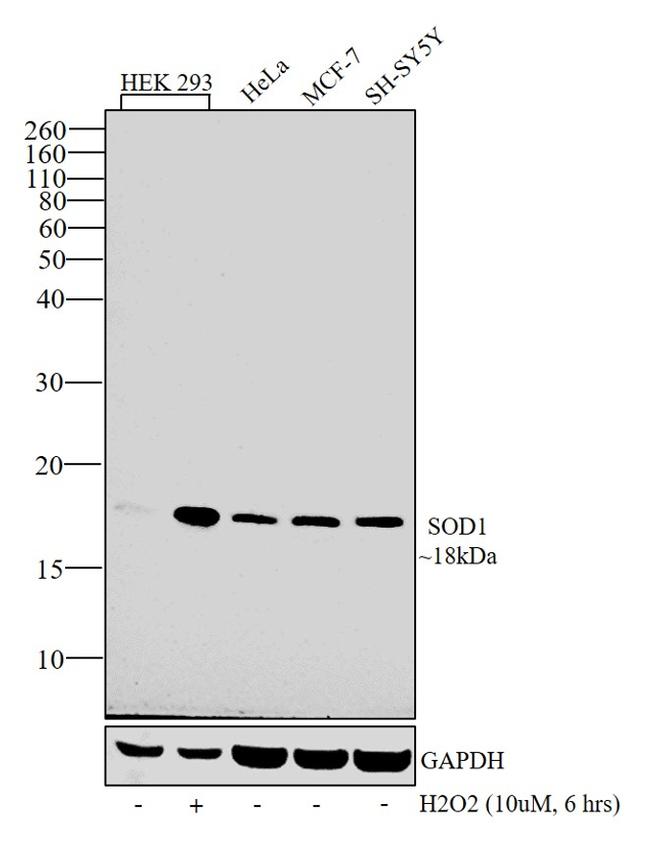 SOD1 Antibody in Western Blot (WB)