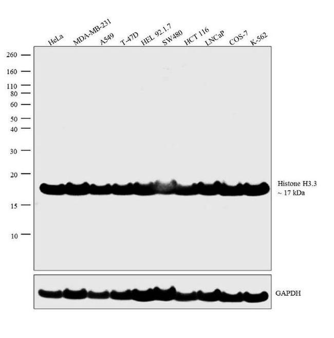 Histone H3.3 Antibody in Western Blot (WB)