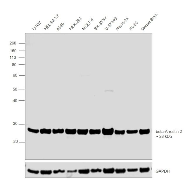 beta-Arrestin 2 Antibody in Western Blot (WB)