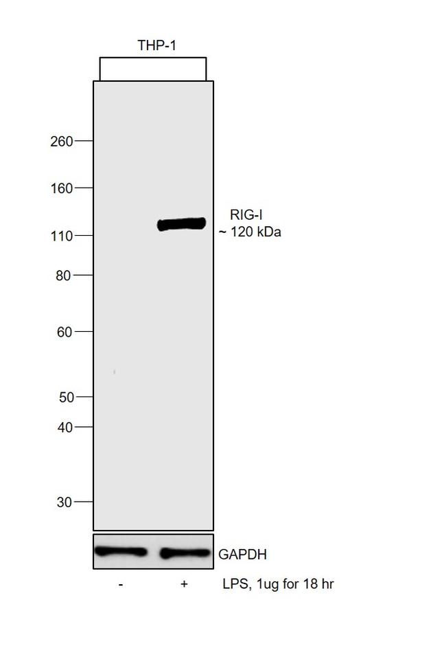 RIG-I Antibody in Western Blot (WB)