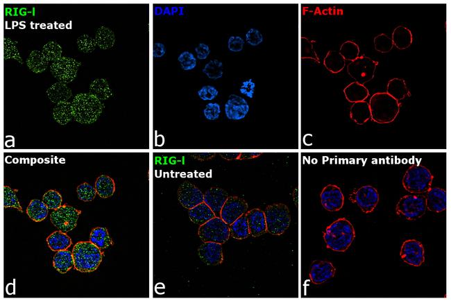 RIG-I Antibody