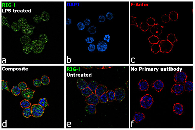 RIG-I Antibody in Immunocytochemistry (ICC/IF)