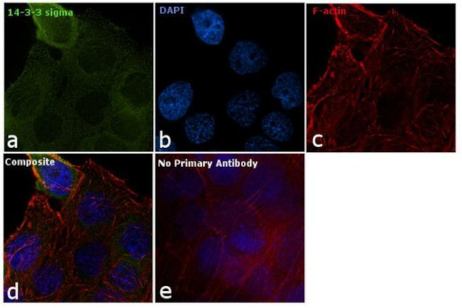 14-3-3 sigma Antibody in Immunocytochemistry (ICC/IF)