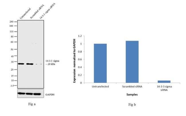 14-3-3 sigma Antibody in Western Blot (WB)