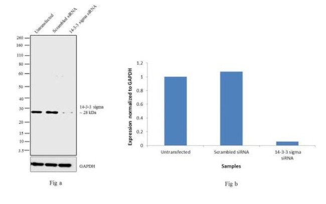 14-3-3 sigma Antibody