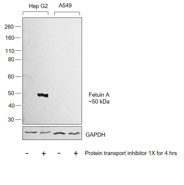 Fetuin A Antibody