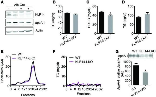 KLF14 Antibody in Western Blot (WB)