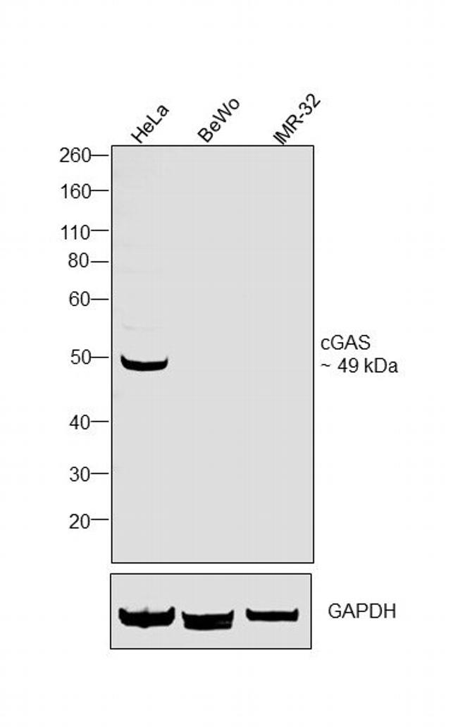 cGAS Antibody in Western Blot (WB)