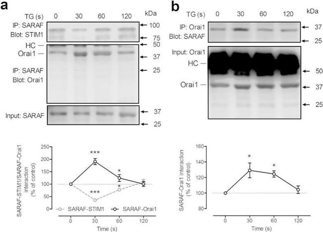 TMEM66 Antibody in Western Blot, Immunoprecipitation (WB, IP)