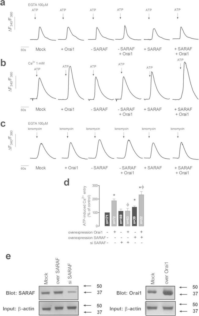 TMEM66 Antibody in Western Blot (WB)