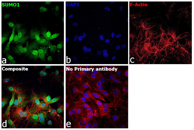 SUMO1 Antibody in Immunocytochemistry (ICC/IF)