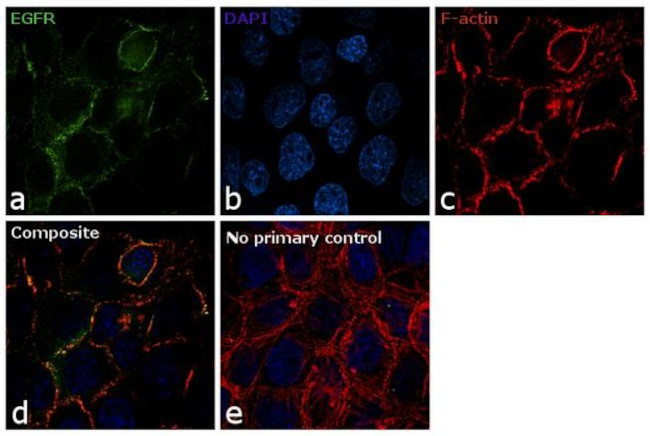 EGFR Antibody in Immunocytochemistry (ICC/IF)