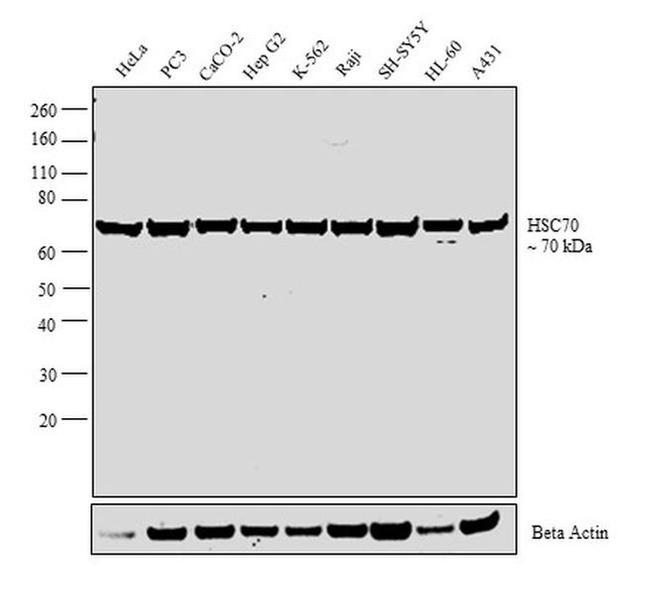 HSC70 Antibody in Western Blot (WB)