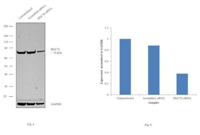 HSC70 Antibody