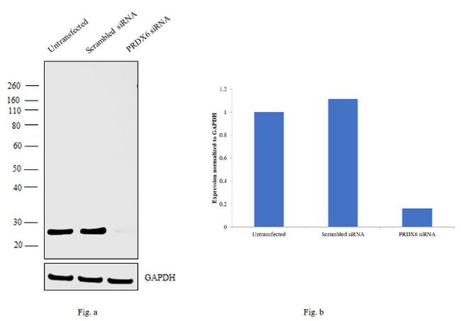 PRDX6 Antibody in Western Blot (WB)