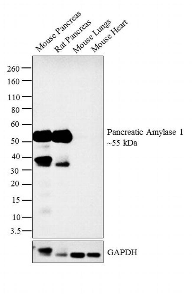 Pancreatic Amylase Antibody in Western Blot (WB)