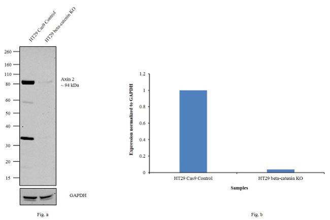 AXIN2 Antibody in Western Blot (WB)