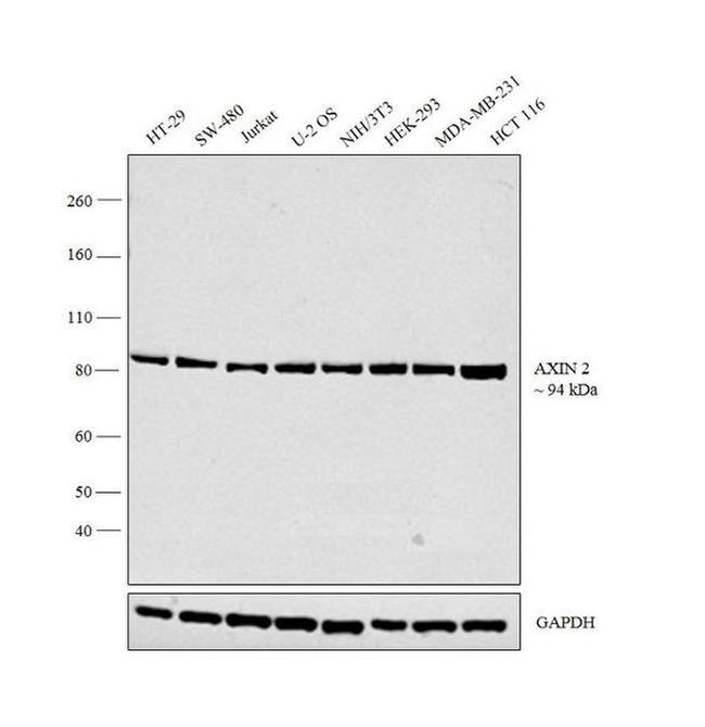 AXIN2 Antibody in Western Blot (WB)