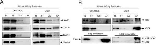 DYNC1LI2 Antibody in Western Blot (WB)