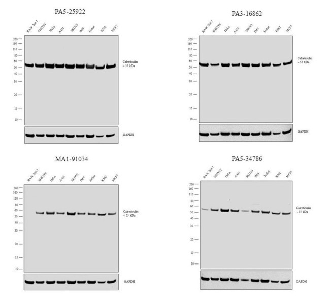 Calreticulin Antibody