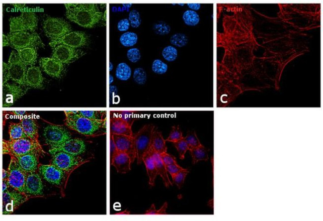 Calreticulin Antibody in Immunocytochemistry (ICC/IF)