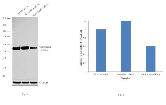 Calreticulin Antibody