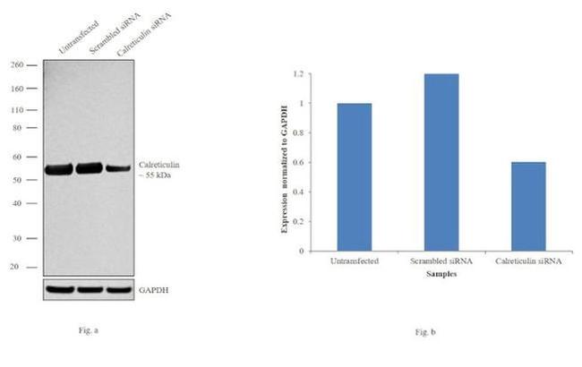 Calreticulin Antibody in Western Blot (WB)