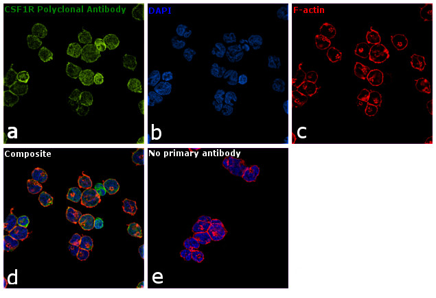 CSF1R Antibody in Immunocytochemistry (ICC/IF)