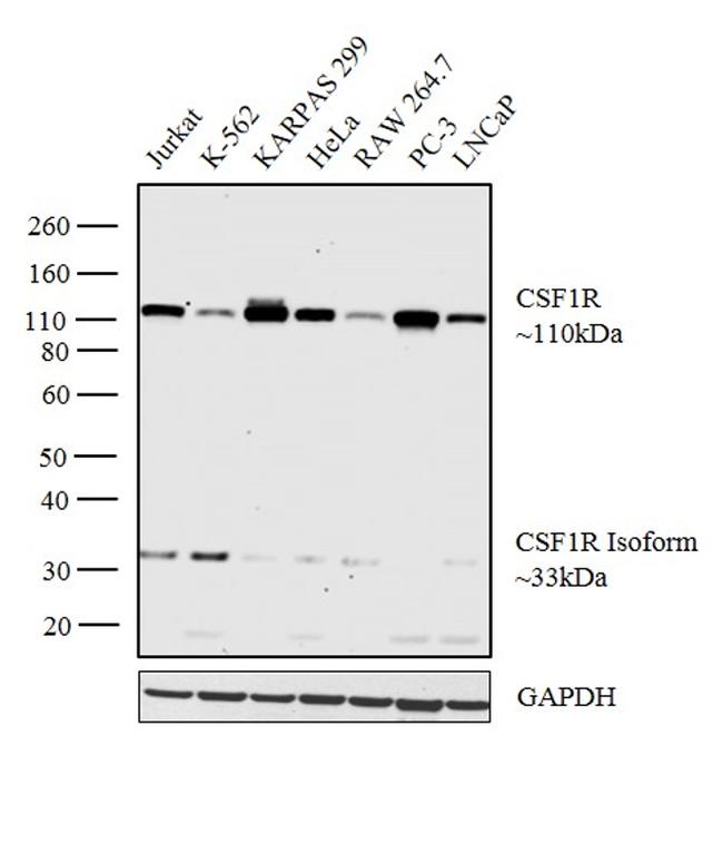 CSF1R Antibody in Western Blot (WB)