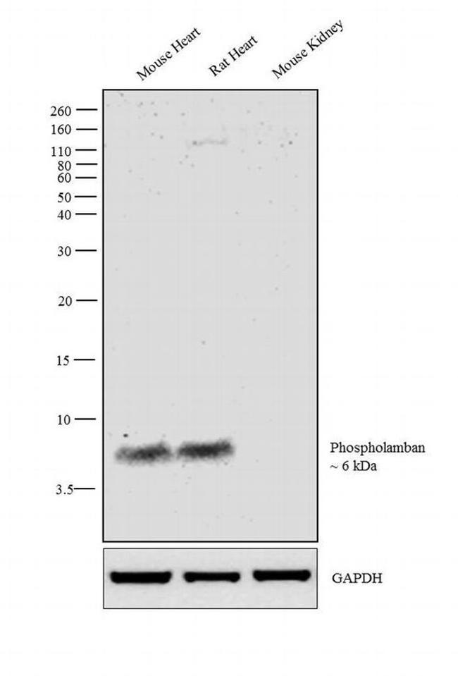 Phospholamban Antibody in Western Blot (WB)