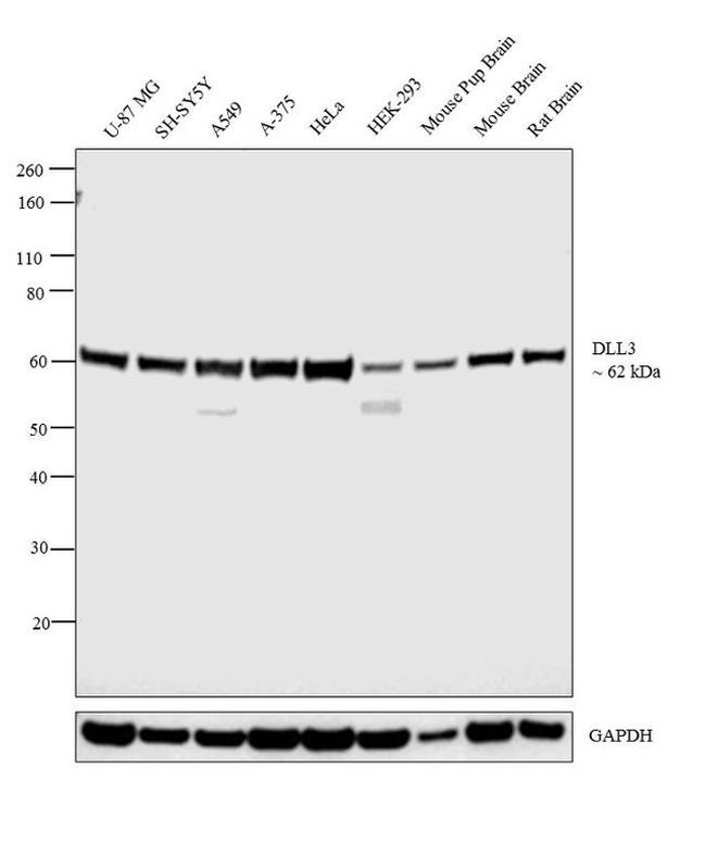DLL3 Antibody in Western Blot (WB)