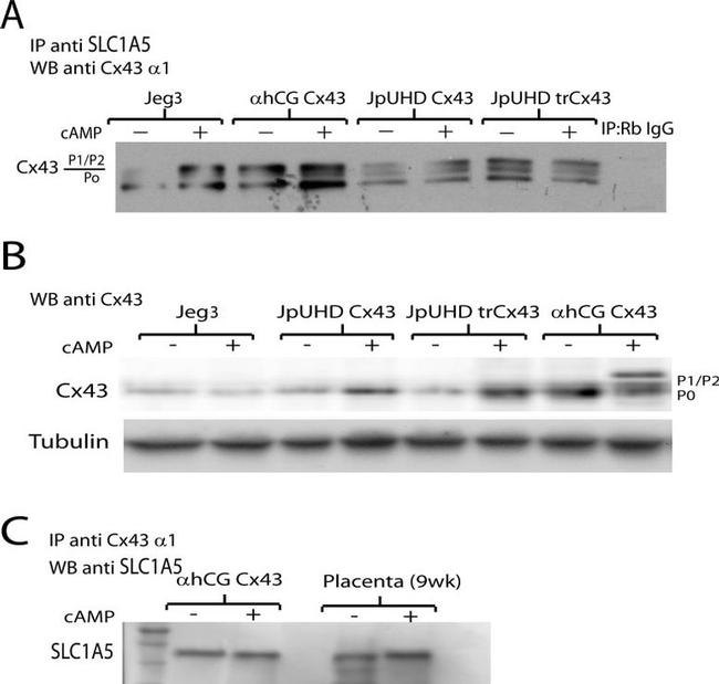 ASCT2 Antibody in Western Blot (WB)