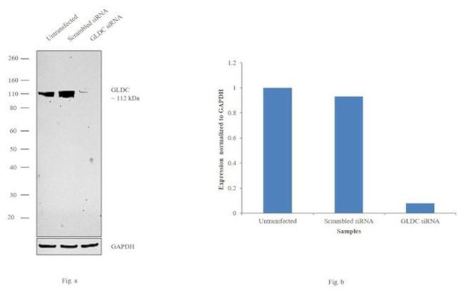 GLDC Antibody