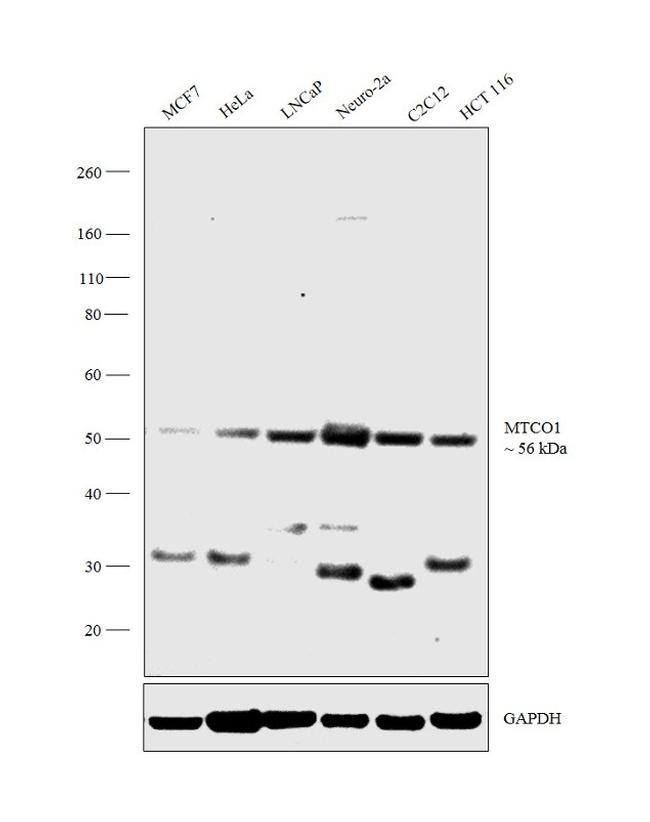 MTCO1 Antibody in Western Blot (WB)