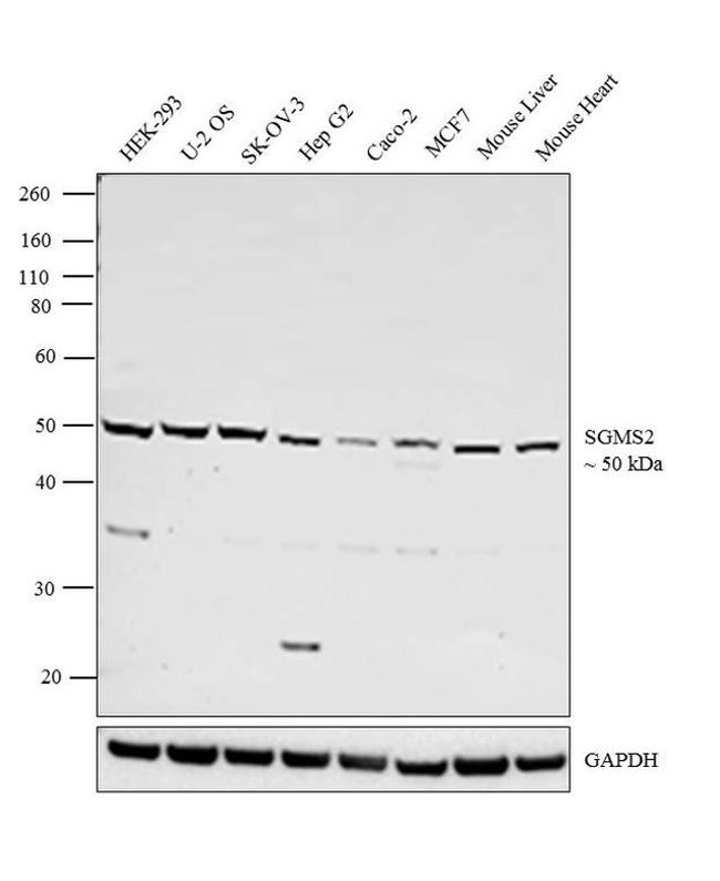 SGMS2 Antibody in Western Blot (WB)