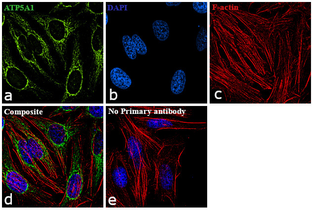 ATP5A1 Antibody in Immunocytochemistry (ICC/IF)