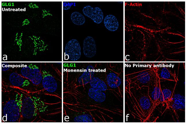 GLG1 Antibody