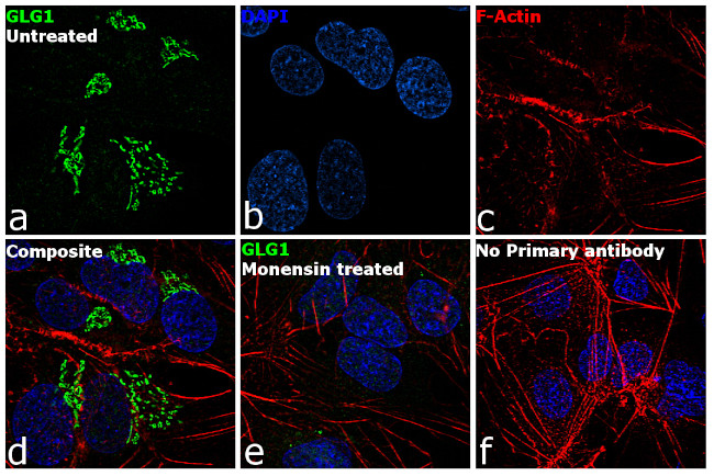 GLG1 Antibody in Immunocytochemistry (ICC/IF)