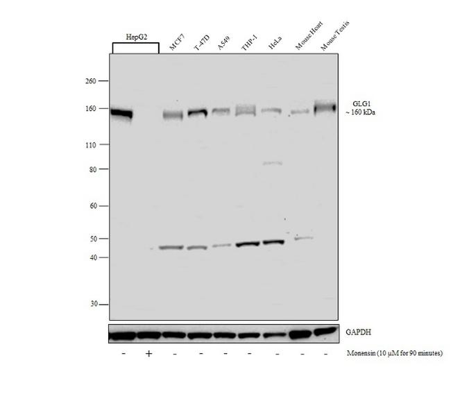 GLG1 Antibody in Western Blot (WB)