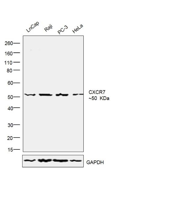 CXCR7 Antibody in Western Blot (WB)