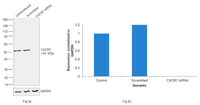 CXCR7 Antibody