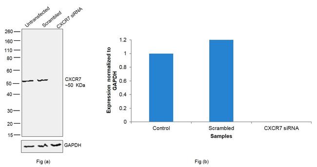 CXCR7 Antibody in Western Blot (WB)