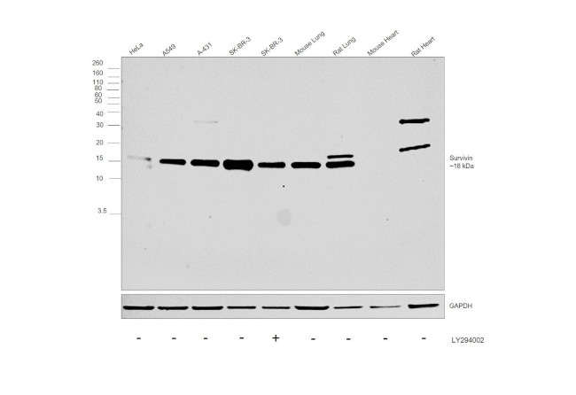 Survivin Antibody