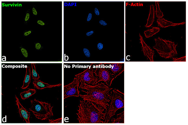 Survivin Antibody in Immunocytochemistry (ICC/IF)