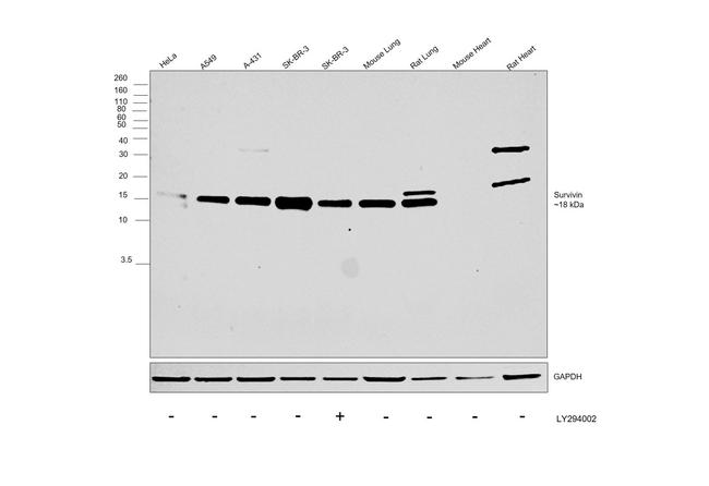 Survivin Antibody in Western Blot (WB)