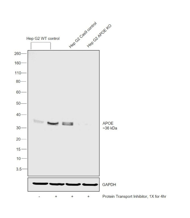 APOE Antibody