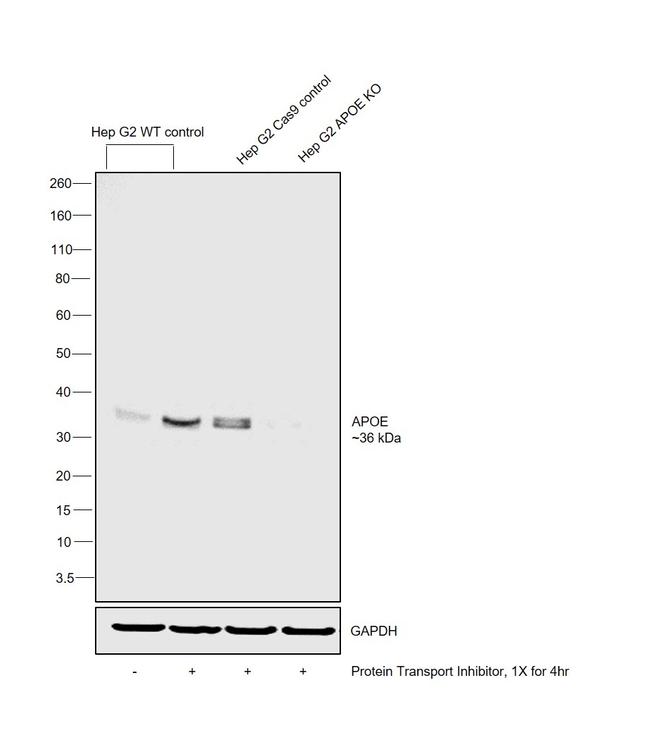 APOE Antibody in Western Blot (WB)