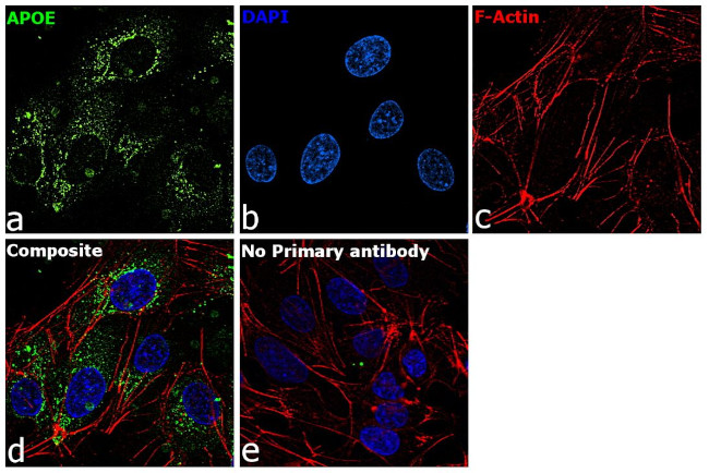 APOE Antibody in Immunocytochemistry (ICC/IF)